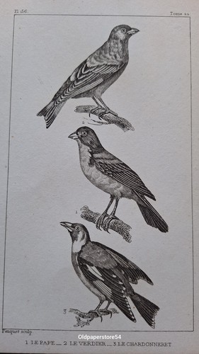 Gravure buffon oiseau le - buffon,