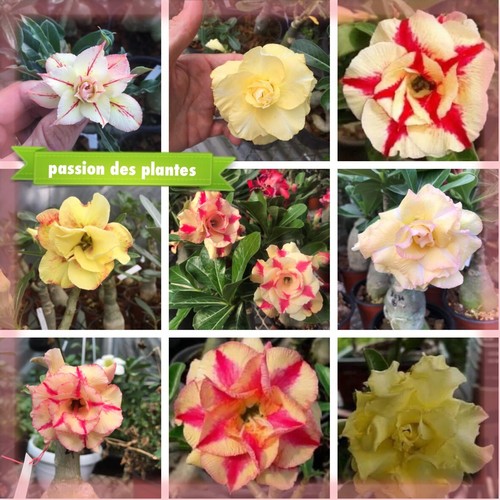 Adenium obesum mix yellow - 2,