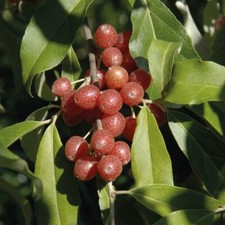 Oléastre Ombellifère (Elaeagnus umbellata) 2L - Une plante pour haies denses