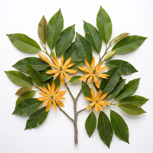 Graines magnolia champaca - de,