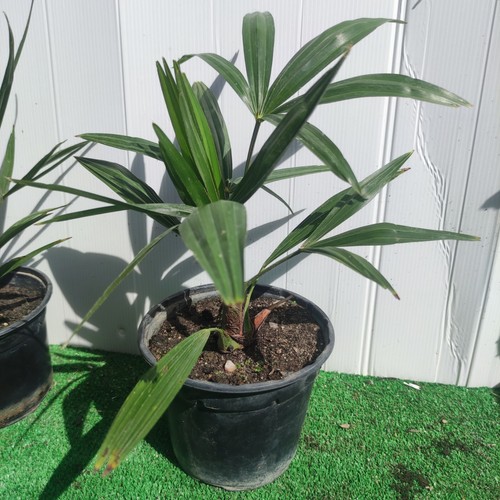 Palmier chanvre trachycarpus - palmier,