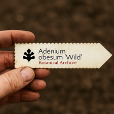 Adenium obesum 'Wild' SEEDS -