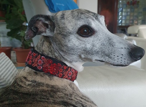 Collier pour chien - ,, lévrier