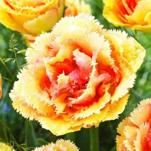 Bulbes tulipes frangées - tulipes,