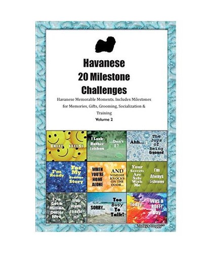 Havanese bichon havanais 20 - [bichon,