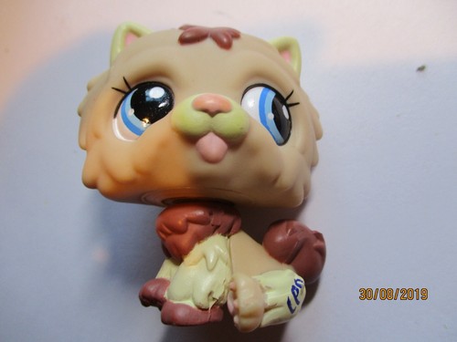 Petshop chien chow - petshop,