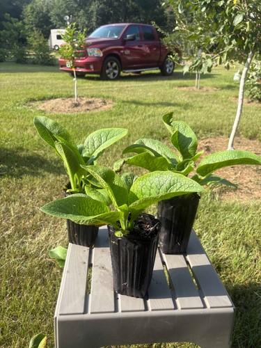 Comfrey bocking crowns - 14,