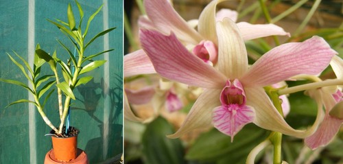 Dendrobium caesar orchidée - caesar,,