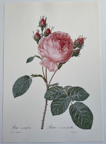 Botanique rosier cent - rosier,