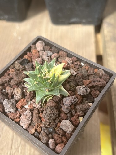 Cactus obregonia denegrii - cactus,