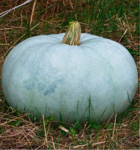 Potiron bleu hongrie 5 - bleu, |