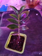 Zamioculcas. Bouture racinée.