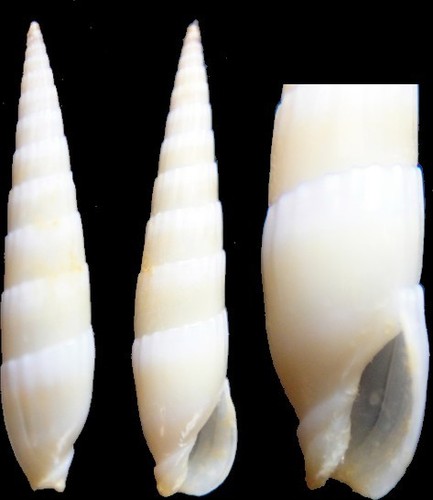 Coquillage collection - de,