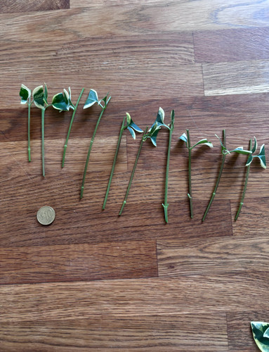 Vinca major variegata - , x10