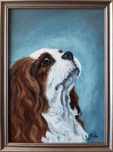Cavalier king charles spaniel - king,