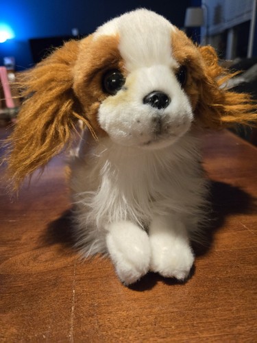 Cavalier king charles - cavalier,
