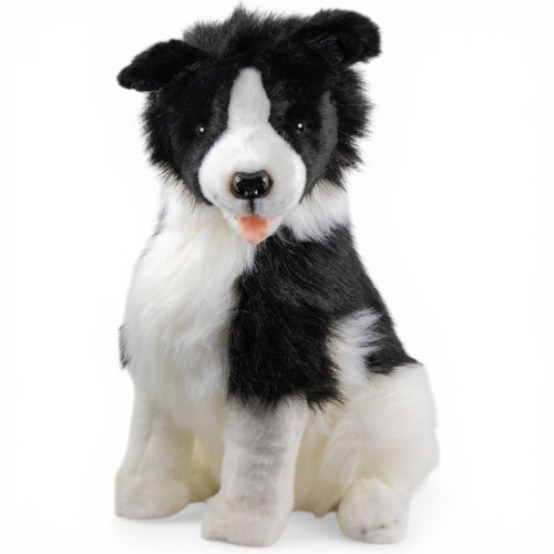 Carl dick border collie assis - carl,