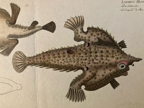 Belle gravure xviiie 1795 - belle,