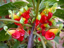 IMPATIENS NIAMNIAMENSIS  BEC