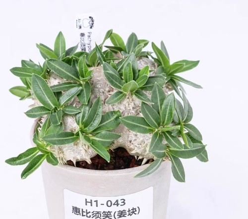 Sale rare cacti - rare, plant