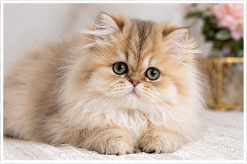 Photo chat persan noisette - chat,