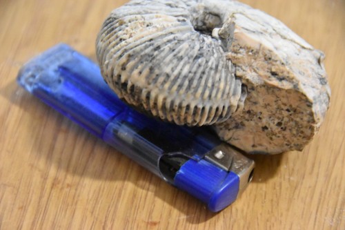 Grande ammonite griesbachites - ,