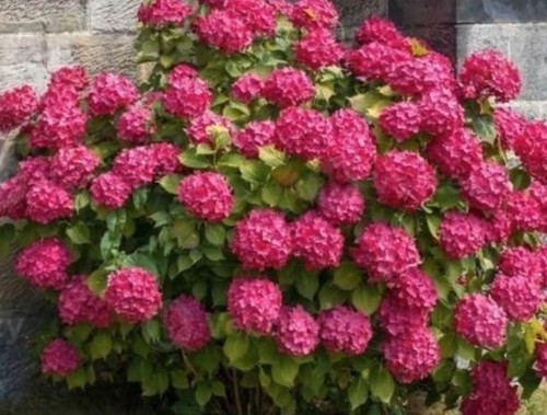 Hortensia hydrangea pot - hydrangea,