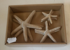 CASA Set de 6 étoiles de mer 3 tailles beige SEA pour décoration