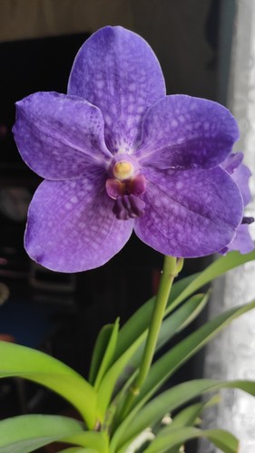 Vanda pachara delight - vanda,