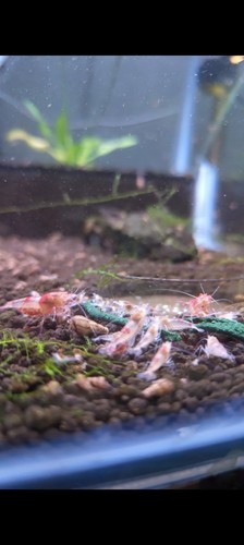 Caridina hallow eyes - caridina,