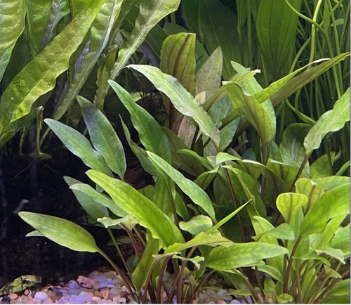 Cryptocoryne lutea touffe - cryptocoryne,