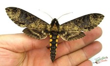 Manduca Pellenia Superbe Grand Hawk Moth A1- Ensemble x1 Entomologie Insect Nice