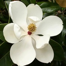 Magnolia grandiflora