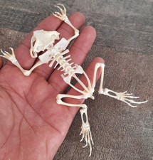 curiosity, shell, insect: frog skeleton 