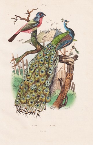 Paon peafowl pfau - pfau, oiseaux