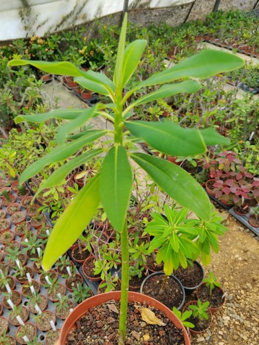 Euphorbia laurifolia cactus - laurifolia,