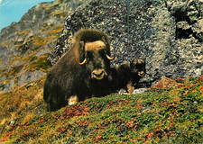 NORWAY MUSK DEER WITH CALF IN THE DEV MOUNTAIN