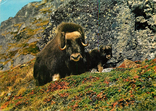 Norway musk deer with calf - musk,