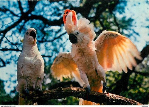 Carte postale animaux - postale,