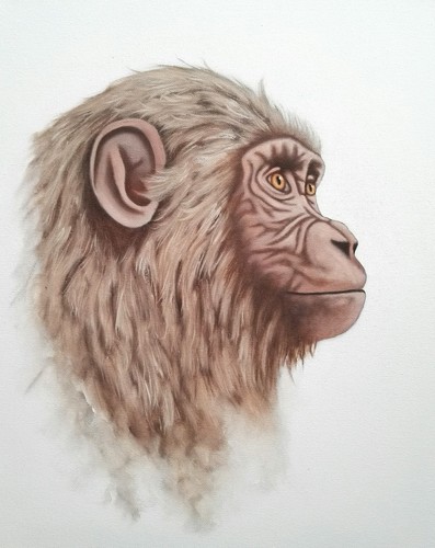 Peinture chimpanzé huile sur - peinture,,