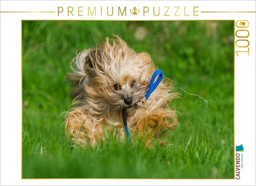 Puzzle calvendo bichon - puzzle, un