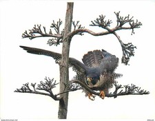 Animals - Birds - Pilgrim Perch - Doug Brown USA - Peregrine Falcon - Art Torment