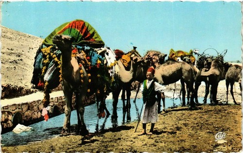 Cpa algeria caravane - ak, se