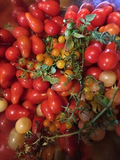 20 GRAINES DE TOMATES CERISES