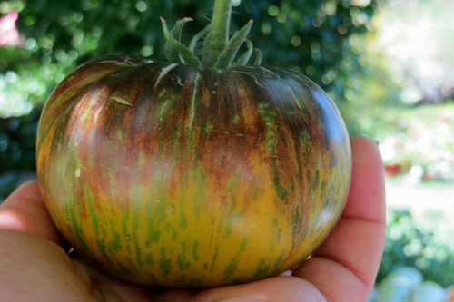 Graines tomate rare - 10,