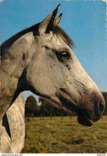 Animals - Horses - CPM - See Duplex Scans
