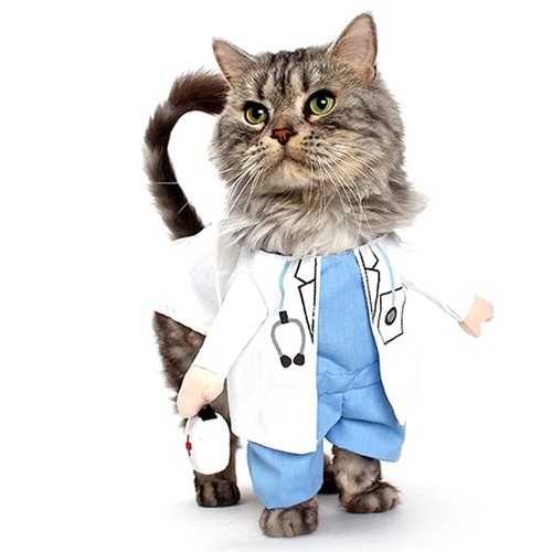 Costume pour chat petite - chat,