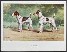 Fox terrier Reproduction