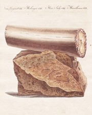 1800 - Éléphant Défense En