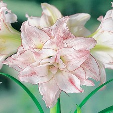 Hippeastrum Amaryllis Bulbe à